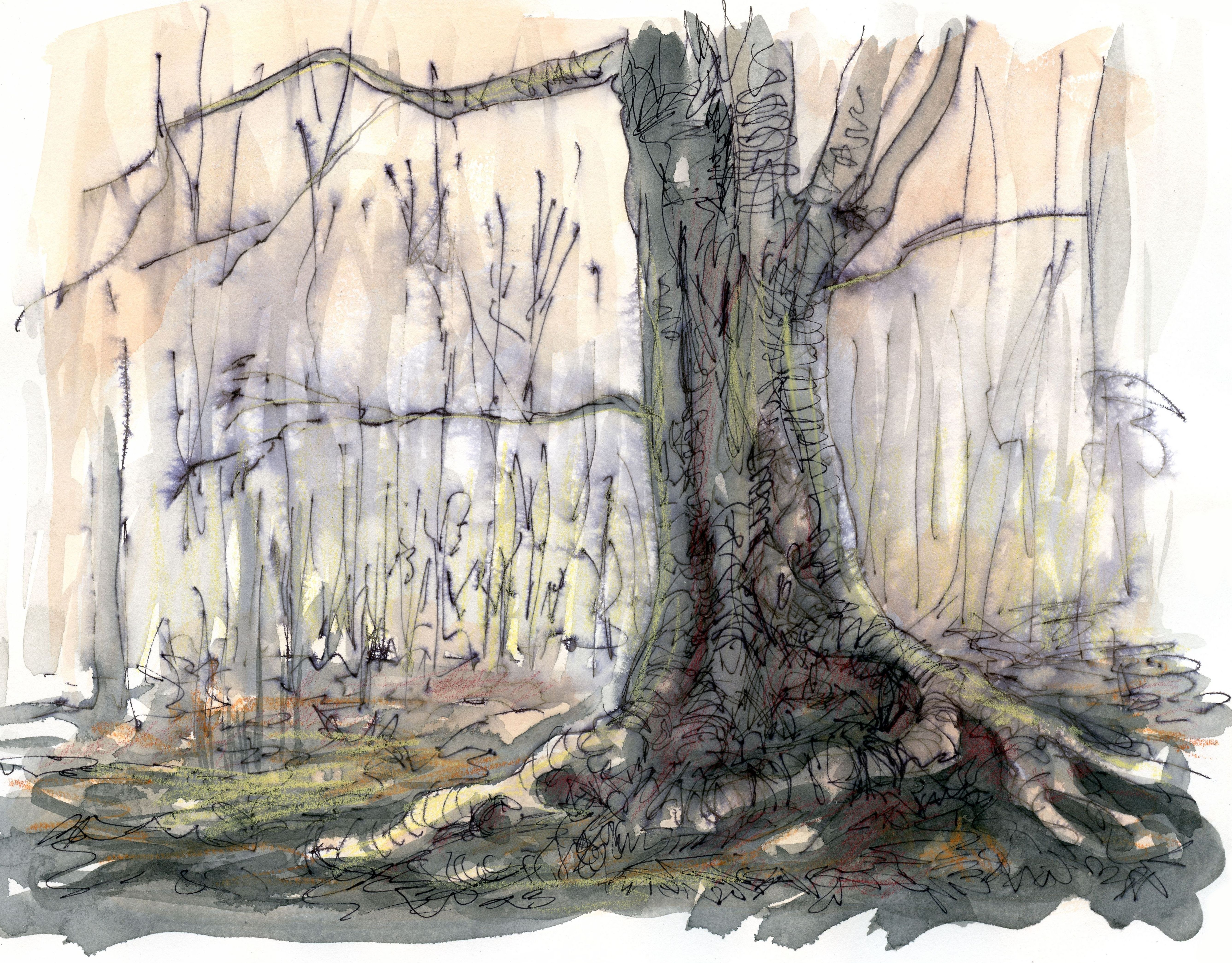 Drawing Trees 2: in pencil and washes of watercolour and/or dilute ink