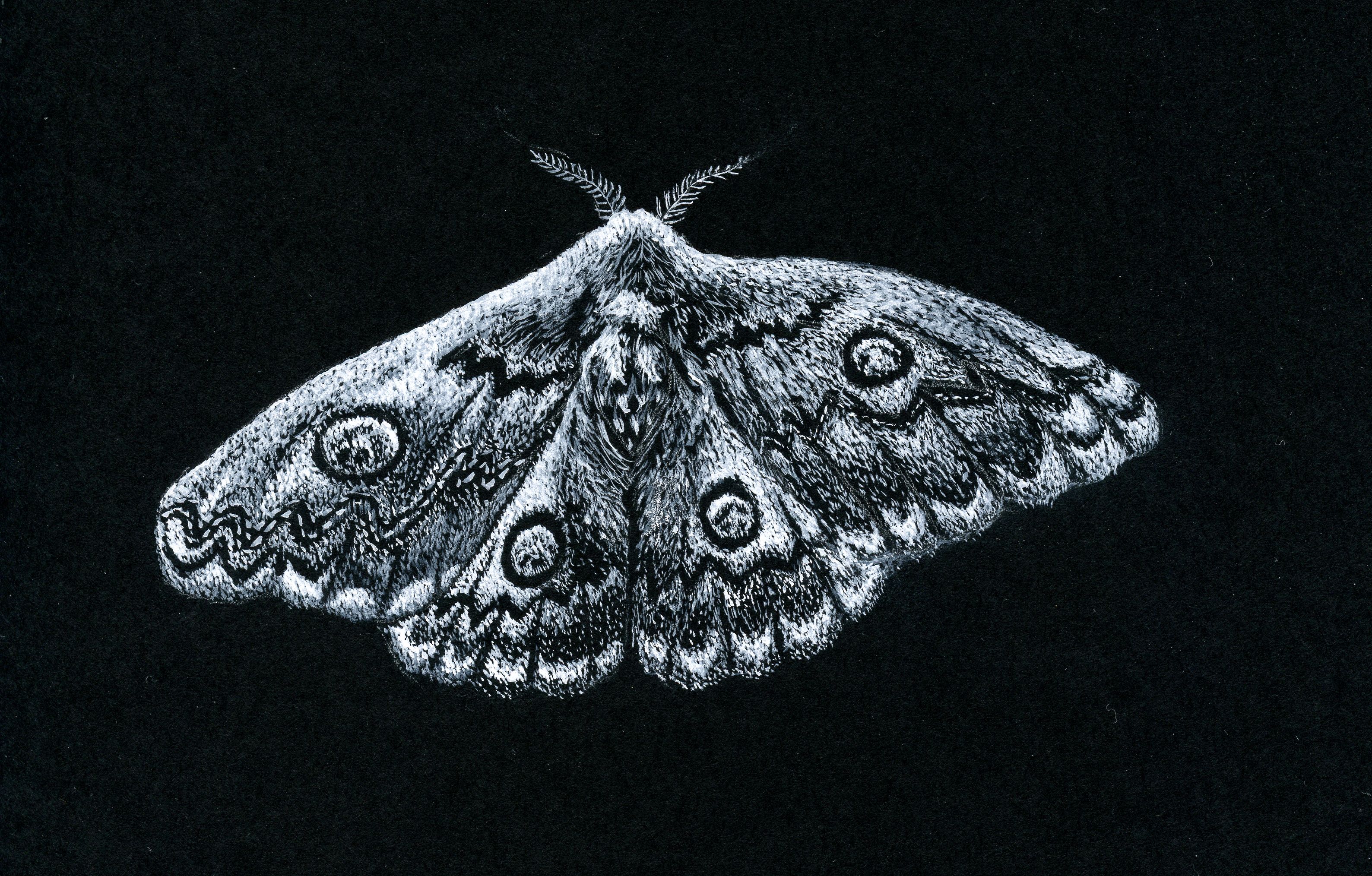 Paint an Insect or Sea Shell on Black Paper