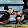 Puffling Percy